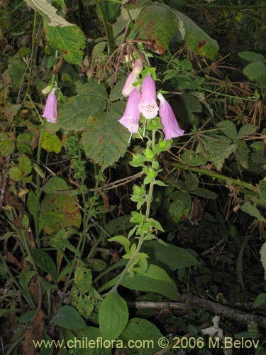 Bild von Digitalis purpurea (Dedalera / Campanilla). Klicken Sie, um den Ausschnitt zu vergrössern.